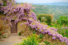 Πορφυρό wisteria μανδυών στην άνθιση κατά μήκος των μεσαιωνικών τοίχων Στοκ εικόνες με δικαίωμα ελεύθερης χρήσης Πορφυρό wisteria μανδυών στην άνθιση κατά μήκος των μεσαιωνικών τοίχων Στοκ εικόνες με δικαίωμα ελεύθερης χρήσης