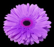 Πορφυρό λουλούδι gerbera, απομονωμένο ο Μαύρος υπόβαθρο με το ψαλίδισμα της πορείας closeup , στοκ φωτογραφία με δικαίωμα ελεύθερης χρήσης Πορφυρό λουλούδι gerbera, απομονωμένο ο Μαύρος υπόβαθρο με το ψαλίδισμα της πορείας closeup , στοκ φωτογραφία με δικαίωμα ελεύθερης χρήσης