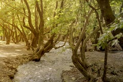Ποταμός βουνών μια ηλιόλουστη ημέρα στοκ εικόνα Ποταμός βουνών μια ηλιόλουστη ημέρα στοκ εικόνα