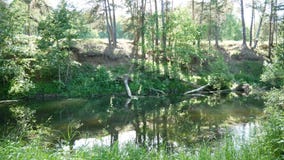 Ποταμός στη forestSunny ημέρα απόθεμα βίντεο Ποταμός στη forestSunny ημέρα απόθεμα βίντεο