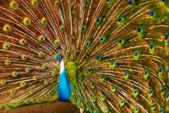 Πουλιά της Ταϊλάνδης επενδύει με φτερά έξω peacock Ζώα Ταξίδι, Τ στοκ φωτογραφία με δικαίωμα ελεύθερης χρήσης Πουλιά της Ταϊλάνδης επενδύει με φτερά έξω peacock Ζώα Ταξίδι, Τ στοκ φωτογραφία με δικαίωμα ελεύθερης χρήσης