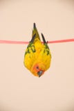 Πουλί Conure ήλιων κινηματογραφήσεων σε πρώτο πλάνο, όμορφη κίτρινη ένωση παπαγάλων στοκ εικόνες Πουλί Conure ήλιων κινηματογραφήσεων σε πρώτο πλάνο, όμορφη κίτρινη ένωση παπαγάλων στοκ εικόνες