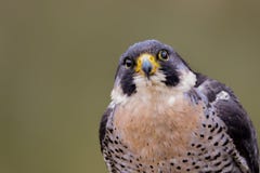 Πουλί peregrinus FALCO γερακιών πετριτών του θηράματος στοκ εικόνα Πουλί peregrinus FALCO γερακιών πετριτών του θηράματος στοκ εικόνα