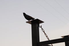 Πουλιά στο βράχο στοκ φωτογραφίες Πουλιά στο βράχο στοκ φωτογραφίες