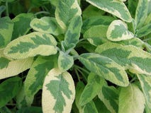 Πράσινα και κίτρινα φύλλα του icterina officinalis Salvia στοκ εικόνα με δικαίωμα ελεύθερης χρήσης Πράσινα και κίτρινα φύλλα του icterina officinalis Salvia στοκ εικόνα με δικαίωμα ελεύθερης χρήσης