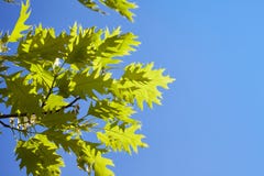 Πράσινα φύλλα quercus του rubra ενάντια στο μπλε ουρανό στοκ εικόνες Πράσινα φύλλα quercus του rubra ενάντια στο μπλε ουρανό στοκ εικόνες