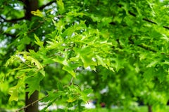 Πράσινα φύλλα του εξωραϊσμού του δέντρου, Quercus των palustris, της καρφίτσας ή της ισπανικής βαλανιδιάς ελών στο πάρκο στοκ φωτογραφία με δικαίωμα ελεύθερης χρήσης Πράσινα φύλλα του εξωραϊσμού του δέντρου, Quercus των palustris, της καρφίτσας ή της ισπανικής βαλανιδιάς ελών στο πάρκο στοκ φωτογραφία με δικαίωμα ελεύθερης χρήσης
