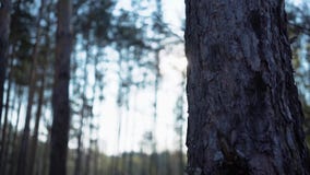 Πράσινες δασικές δασικές άθικτες ερυθρελάτες νεράιδων δέντρων πεύκων Δασικό σχέδιο απόθεμα βίντεο Πράσινες δασικές δασικές άθικτες ερυθρελάτες νεράιδων δέντρων πεύκων Δασικό σχέδιο απόθεμα βίντεο