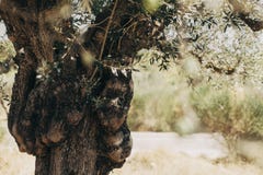 Πράσινη ελιά με πολλές ελιές στοκ εικόνες Πράσινη ελιά με πολλές ελιές στοκ εικόνες
