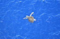 Πράσινη χελώνα που ταξιδεύει μέσω του Ειρηνικού Ωκεανού στοκ φωτογραφίες με δικαίωμα ελεύθερης χρήσης Πράσινη χελώνα που ταξιδεύει μέσω του Ειρηνικού Ωκεανού στοκ φωτογραφίες με δικαίωμα ελεύθερης χρήσης