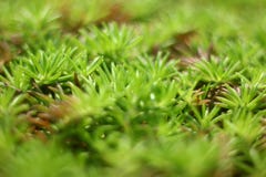Πράσινη χλόη με κρεμώδες Bokeh στοκ εικόνες Πράσινη χλόη με κρεμώδες Bokeh στοκ εικόνες
