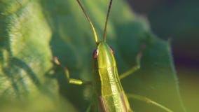Πράσινο grasshopper με μια καφετιά πίσω συνεδρίαση σε ένα επίπεδο φύλλο της χλόης Κλείστε επάνω πράσινο Grasshopper έκρυψε μεταξύ απόθεμα βίντεο Πράσινο grasshopper με μια καφετιά πίσω συνεδρίαση σε ένα επίπεδο φύλλο της χλόης Κλείστε επάνω πράσινο Grasshopper έκρυψε μεταξύ απόθεμα βίντεο