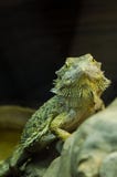 Πράσινο guana που εξετάζει σας μέσω του γυαλιού στο ζωολογικό κήπο του Κίεβου στοκ φωτογραφίες Πράσινο guana που εξετάζει σας μέσω του γυαλιού στο ζωολογικό κήπο του Κίεβου στοκ φωτογραφίες