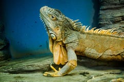 Πράσινο μεγάλο Iguana με μια αιχμηρή κορυφογραμμή στο ζωολογικό κήπο του Κίεβου στοκ εικόνες με δικαίωμα ελεύθερης χρήσης Πράσινο μεγάλο Iguana με μια αιχμηρή κορυφογραμμή στο ζωολογικό κήπο του Κίεβου στοκ εικόνες με δικαίωμα ελεύθερης χρήσης