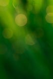 Πράσινο υπόβαθρο bokeh των πτώσεων νερού στα φύλλα στοκ εικόνα Πράσινο υπόβαθρο bokeh των πτώσεων νερού στα φύλλα στοκ εικόνα
