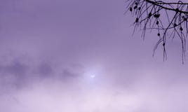 Πραγματικός ηλιακός ουρανός φωτογραφιών έκλειψης ιώδης με τον κλάδο στοκ εικόνες Πραγματικός ηλιακός ουρανός φωτογραφιών έκλειψης ιώδης με τον κλάδο στοκ εικόνες