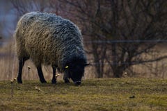 ΠΡΟΒΑΤΑ της GOTLAND - σκανδιναβική φυλή των προβάτων που είναι γνωστή για το σγουρό γκρίζο μαλλί στοκ εικόνες ΠΡΟΒΑΤΑ της GOTLAND - σκανδιναβική φυλή των προβάτων που είναι γνωστή για το σγουρό γκρίζο μαλλί στοκ εικόνες