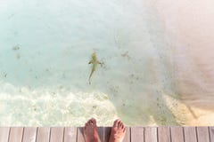 Προσωπική άποψη των αρσενικών γυμνών ποδιών σε μια αποβάθρα με τον καρχαρία σκοπέλων στο νερό στοκ εικόνα με δικαίωμα ελεύθερης χρήσης Προσωπική άποψη των αρσενικών γυμνών ποδιών σε μια αποβάθρα με τον καρχαρία σκοπέλων στο νερό στοκ εικόνα με δικαίωμα ελεύθερης χρήσης