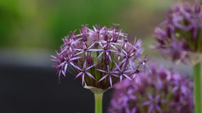 Προϊστάμενος λουλουδιών Allium πορφυρό Allium αίσθησης aflatunense στο θερινό κήπο στοκ φωτογραφίες Προϊστάμενος λουλουδιών Allium πορφυρό Allium αίσθησης aflatunense στο θερινό κήπο στοκ φωτογραφίες