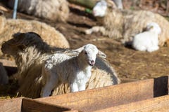 Πρόβατα με το αρνί στο αγροτικό αγρόκτημα στοκ εικόνα Πρόβατα με το αρνί στο αγροτικό αγρόκτημα στοκ εικόνα