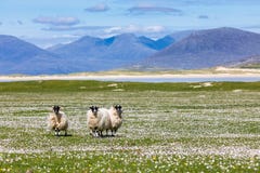  Πρόβατα στα άγρια λουλούδια machair με τα βουνά Harris Στοκ Εικόνες