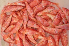 Πρόσφατα πιασμένο κόκκινο goatfish Barbounia στο συντριμμένο πάγο στην επίδειξη για την πώληση στην αγορά ψαριών στοκ φωτογραφίες Πρόσφατα πιασμένο κόκκινο goatfish Barbounia στο συντριμμένο πάγο στην επίδειξη για την πώληση στην αγορά ψαριών στοκ φωτογραφίες