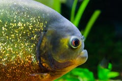 Πρόσωπο ενός κόκκινου διογκωμένου piranha στενό σε επάνω, ένα όμορφο και ζωηρόχρωμο τροπικό ψάρι από τη Νότια Αμερική στοκ φωτογραφία Πρόσωπο ενός κόκκινου διογκωμένου piranha στενό σε επάνω, ένα όμορφο και ζωηρόχρωμο τροπικό ψάρι από τη Νότια Αμερική στοκ φωτογραφία