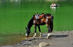 Πόσιμο νερό αλόγων σε μια λίμνη στοκ εικόνες Πόσιμο νερό αλόγων σε μια λίμνη στοκ εικόνες