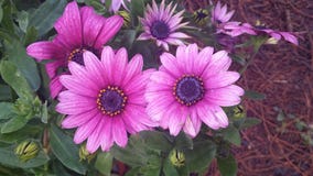 Ροζ Flower_Nanjing στοκ εικόνα με δικαίωμα ελεύθερης χρήσης Ροζ Flower_Nanjing στοκ εικόνα με δικαίωμα ελεύθερης χρήσης