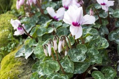 Ρόδινο Cyclamen ανθίζει, αυξάνεται στο έδαφος, λουλούδια, οφθαλμοί, leav στοκ φωτογραφία Ρόδινο Cyclamen ανθίζει, αυξάνεται στο έδαφος, λουλούδια, οφθαλμοί, leav στοκ φωτογραφία