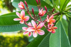 ρόδινο plumeria Στοκ Φωτογραφία ρόδινο plumeria Στοκ Φωτογραφία