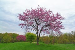 Ρόδινο ανθίζοντας δέντρο Redbud στοκ φωτογραφία Ρόδινο ανθίζοντας δέντρο Redbud στοκ φωτογραφία