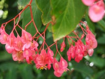 Ρόδινα begonia λουλούδια, βασιλικοί βοτανικοί κήποι του Σίδνεϊ στοκ φωτογραφία με δικαίωμα ελεύθερης χρήσης Ρόδινα begonia λουλούδια, βασιλικοί βοτανικοί κήποι του Σίδνεϊ στοκ φωτογραφία με δικαίωμα ελεύθερης χρήσης