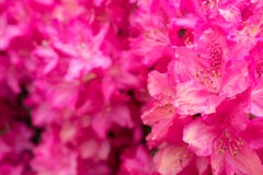 Ρόδινα rhododendron λουλούδια στην κινηματογράφηση σε πρώτο πλάνο Στοκ Εικόνες Ρόδινα rhododendron λουλούδια στην κινηματογράφηση σε πρώτο πλάνο Στοκ Εικόνες