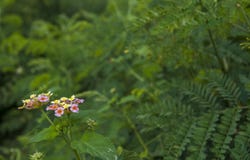 Ρόδινα και κίτρινα λουλούδια camara lantana στον κήπο στοκ εικόνες με δικαίωμα ελεύθερης χρήσης Ρόδινα και κίτρινα λουλούδια camara lantana στον κήπο στοκ εικόνες με δικαίωμα ελεύθερης χρήσης
