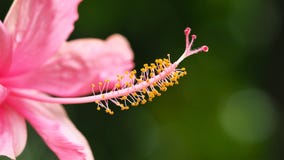 Ρόδινα κινεζικά hibiscus, Κίνα αυξήθηκαν, της Χαβάης hibiscus, λουλούδι παπουτσιών στο πράσινο υπόβαθρο στοκ εικόνες Ρόδινα κινεζικά hibiscus, Κίνα αυξήθηκαν, της Χαβάης hibiscus, λουλούδι παπουτσιών στο πράσινο υπόβαθρο στοκ εικόνες