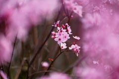Ρόδινα λουλούδια sakura στο άνθος, λεπτομέρεια στοκ φωτογραφία με δικαίωμα ελεύθερης χρήσης Ρόδινα λουλούδια sakura στο άνθος, λεπτομέρεια στοκ φωτογραφία με δικαίωμα ελεύθερης χρήσης