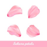 Ρόδινα πέταλα sakura ομορφιάς καθορισμένα απεικόνιση αποθεμάτων Ρόδινα πέταλα sakura ομορφιάς καθορισμένα απεικόνιση αποθεμάτων