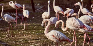 Ρόδινα φλαμίγκο στο κοπάδι ζωολογικών κήπων στοκ φωτογραφία με δικαίωμα ελεύθερης χρήσης Ρόδινα φλαμίγκο στο κοπάδι ζωολογικών κήπων στοκ φωτογραφία με δικαίωμα ελεύθερης χρήσης