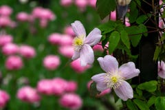 Ρόδινο Clematis “Mayleen “ Εγκαταστάσεις αναρρίχησης σε έναν κήπο εξοχικών σπιτιών που θέτει με τις τουλίπες στο υπόβαθρο στοκ εικόνες με δικαίωμα ελεύθερης χρήσης Ρόδινο Clematis “Mayleen “ Εγκαταστάσεις αναρρίχησης σε έναν κήπο εξοχικών σπιτιών που θέτει με τις τουλίπες στο υπόβαθρο στοκ εικόνες με δικαίωμα ελεύθερης χρήσης