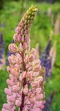 Ρόδινο Delphinium Ρόδινο Delphinium