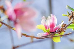 Ρόδινο magnolia στη φύση στοκ φωτογραφία Ρόδινο magnolia στη φύση στοκ φωτογραφία