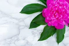 Ρόδινο peony λουλούδι στο άσπρο μαρμάρινο tabletop υπόβαθρο στοκ εικόνες Ρόδινο peony λουλούδι στο άσπρο μαρμάρινο tabletop υπόβαθρο στοκ εικόνες