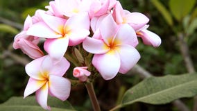Ρόδινο plumeria, λουλούδια frangipani στο φυσικό φως Ρόδινο plumeria, λουλούδια frangipani στο φυσικό φως