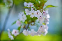Ρόδινο άνθισμα Sakura σε ένα αμυδρό υπόβαθρο στοκ εικόνες με δικαίωμα ελεύθερης χρήσης Ρόδινο άνθισμα Sakura σε ένα αμυδρό υπόβαθρο στοκ εικόνες με δικαίωμα ελεύθερης χρήσης
