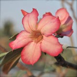 Ρόδινο άνθος frangipani στοκ φωτογραφίες Ρόδινο άνθος frangipani στοκ φωτογραφίες