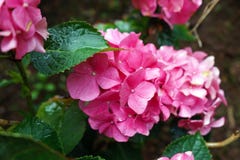 Ρόδινο λουλούδι hydrangea στη βροχερή ημέρα, κήπος στοκ φωτογραφία Ρόδινο λουλούδι hydrangea στη βροχερή ημέρα, κήπος στοκ φωτογραφία