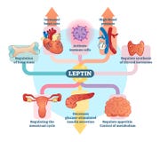 Ρόλος ορμονών Leptin στο σχηματικό διανυσματικό διάγραμμα απεικόνισης Εκπαιδευτικές ιατρικές πληροφορίες απεικόνιση αποθεμάτων Ρόλος ορμονών Leptin στο σχηματικό διανυσματικό διάγραμμα απεικόνισης Εκπαιδευτικές ιατρικές πληροφορίες απεικόνιση αποθεμάτων