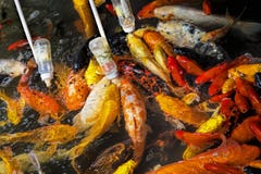 Σίτιση Koi goldfish που χρησιμοποιεί ένα μπουκάλι μωρών σε Chengdu Κίνα Στοκ φωτογραφία με δικαίωμα ελεύθερης χρήσης Σίτιση Koi goldfish που χρησιμοποιεί ένα μπουκάλι μωρών σε Chengdu Κίνα Στοκ φωτογραφία με δικαίωμα ελεύθερης χρήσης