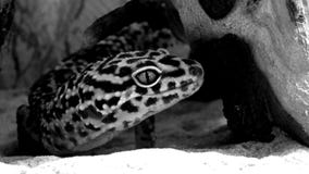 Σαύρα Gecko Eublepharis στοκ φωτογραφία με δικαίωμα ελεύθερης χρήσης Σαύρα Gecko Eublepharis στοκ φωτογραφία με δικαίωμα ελεύθερης χρήσης